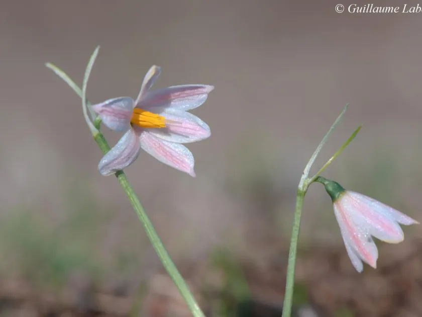 Corsican Romulea