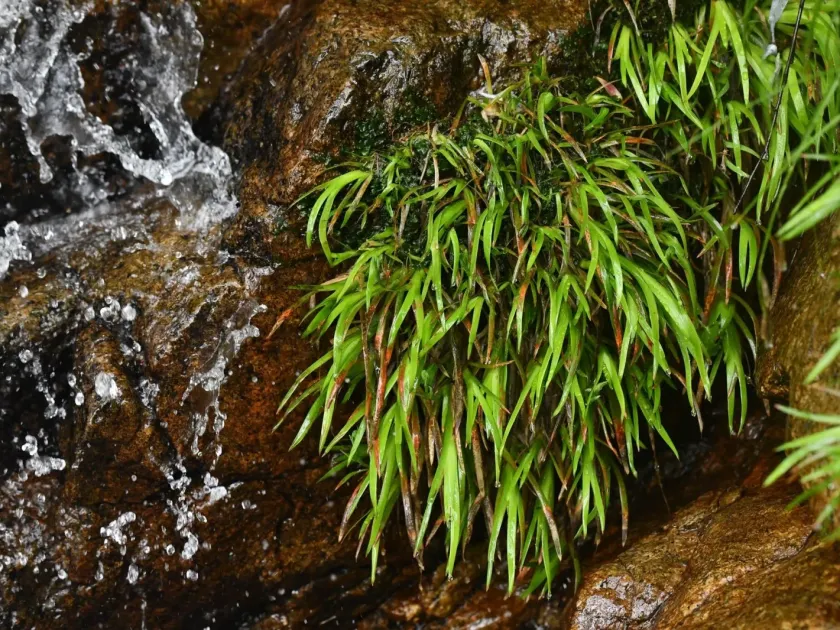 Narthecium reverchonii
