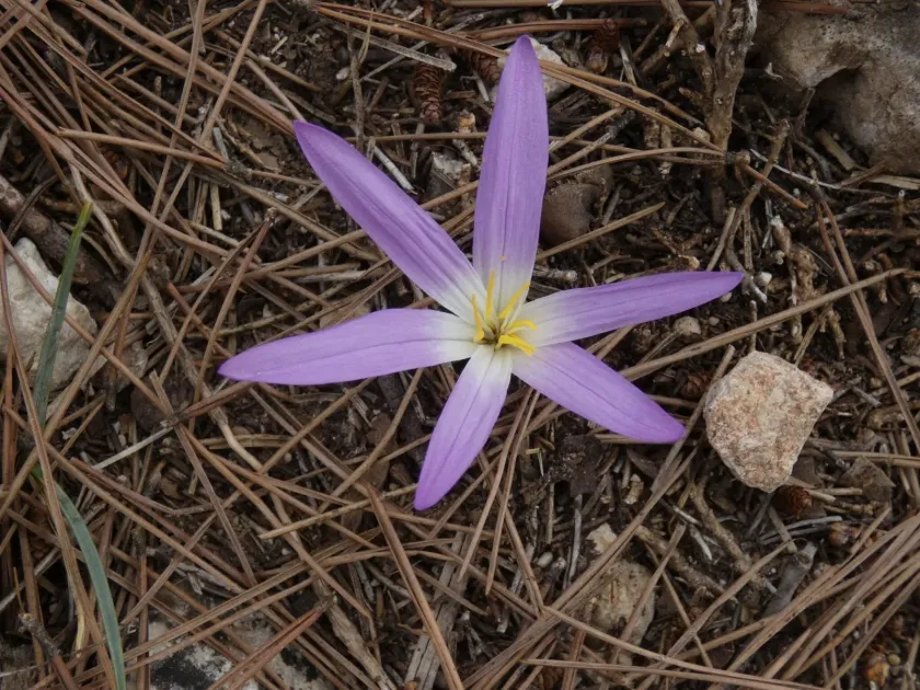 Colchicum filifolium