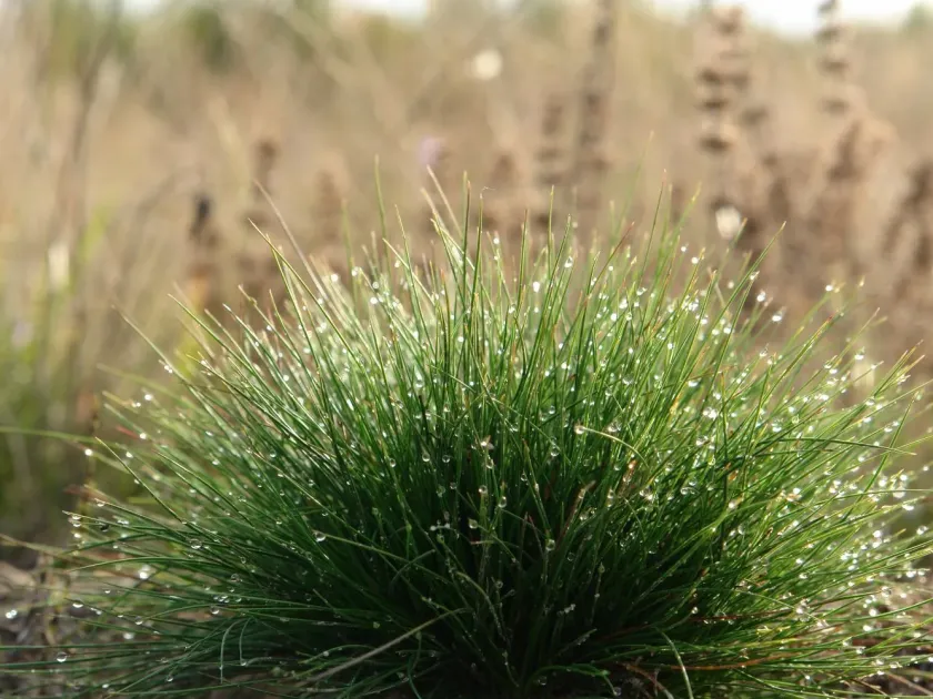 Festuca gautieri