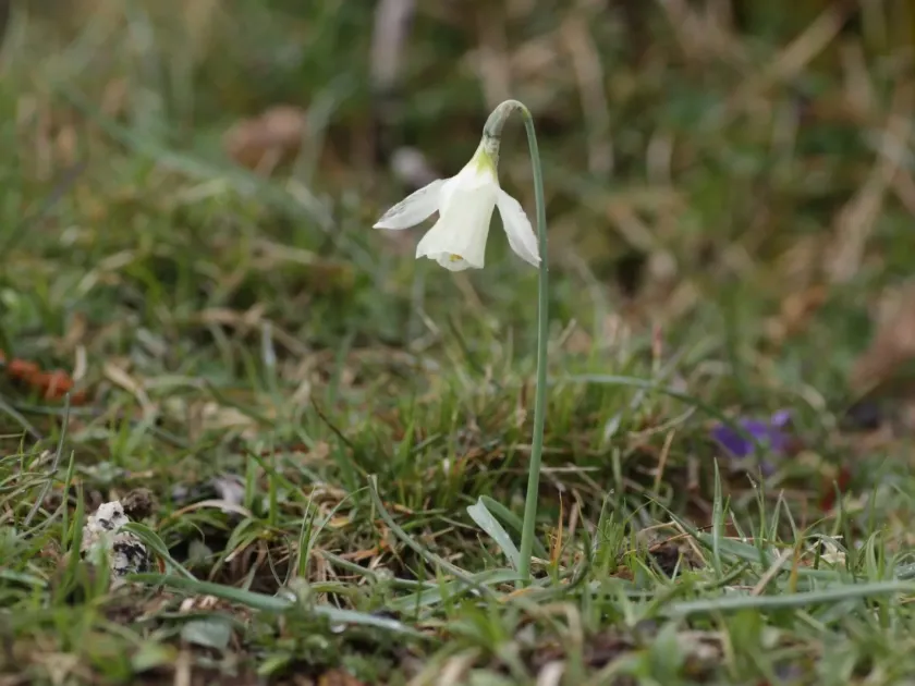 Musk narcissus