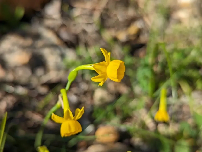 Gaditanus narcissus