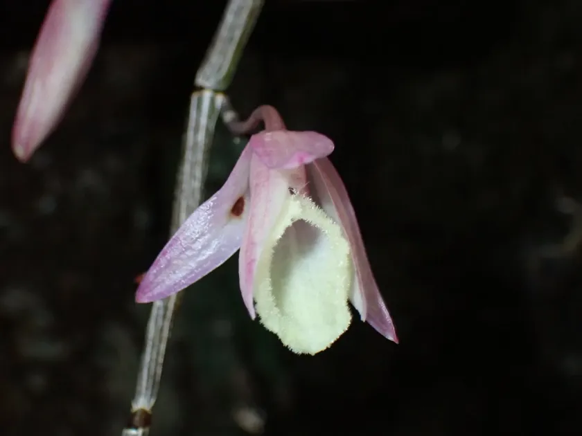 Dendrobium aphyllum