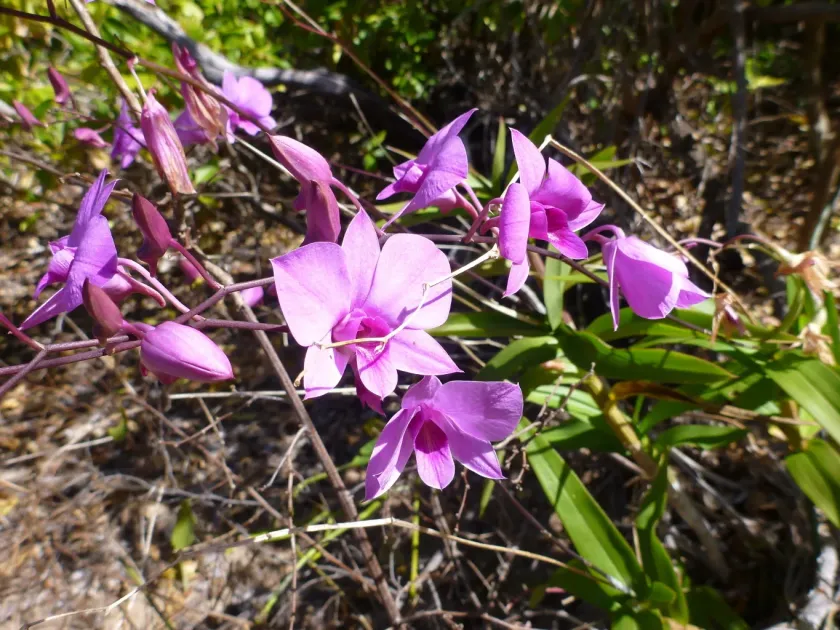 Dendrobium bigibbum