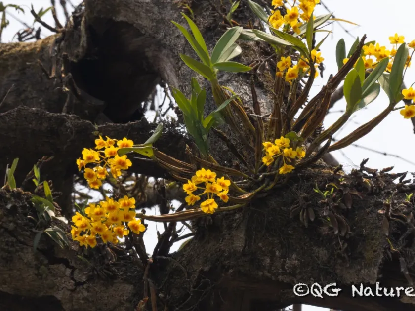 Golden Dendrobium