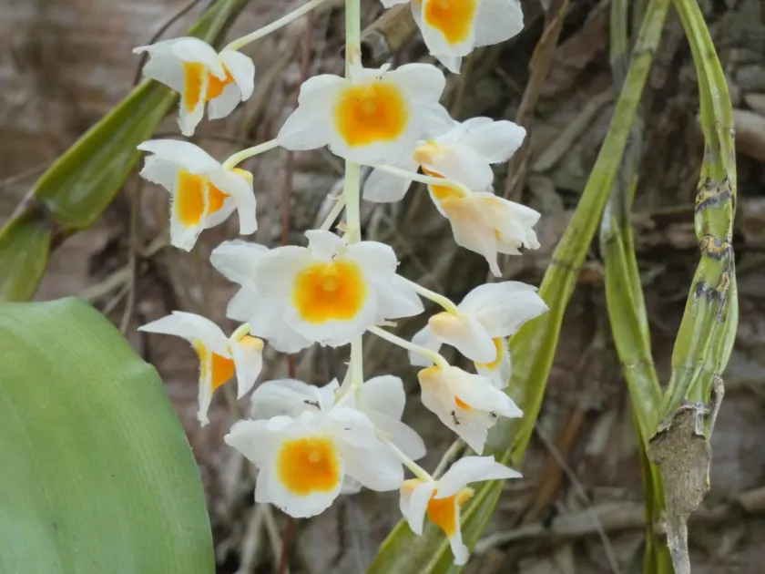 Dendrobium farmeri