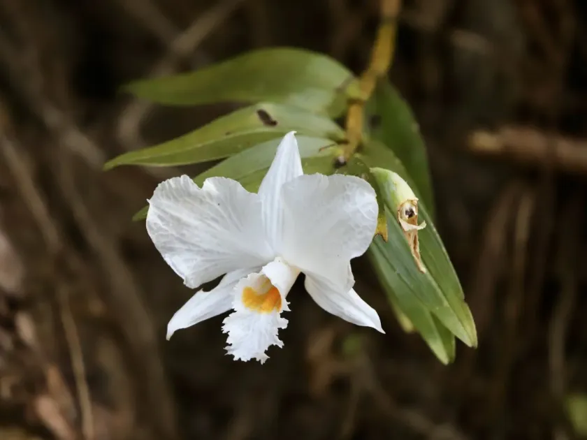 Dendrobium infundibulum