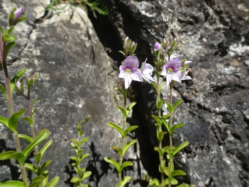 Flesh-coloured speedwell