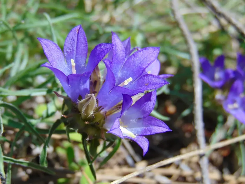 Edraianthus tenuifolius