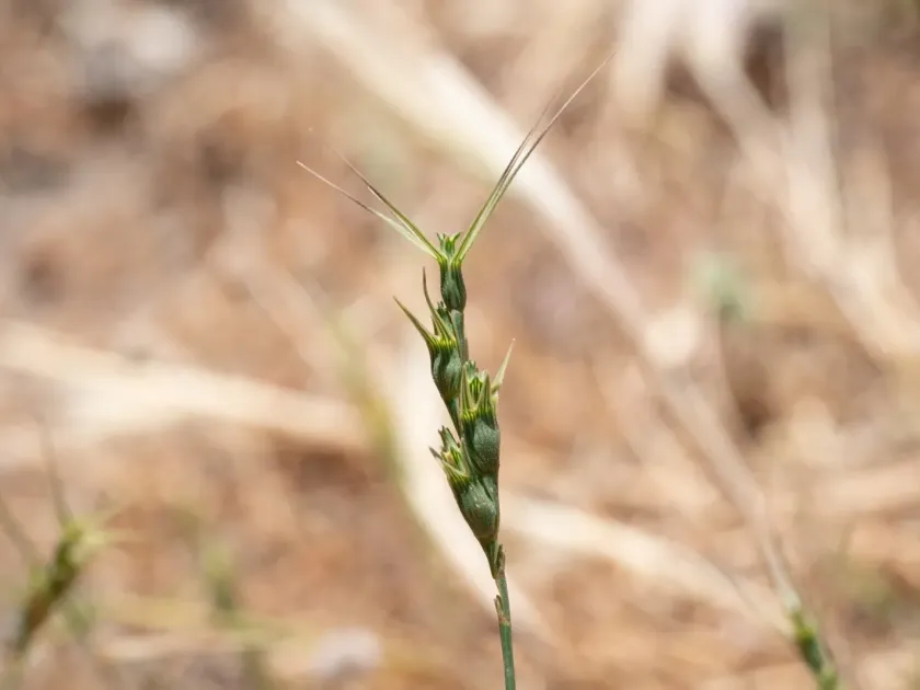 Aegilops peregrina
