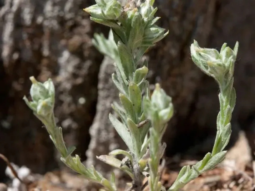 Aaronsohnia pubescens