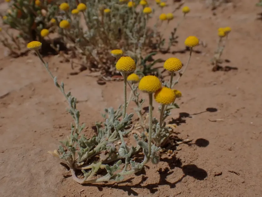 Броккія сіра