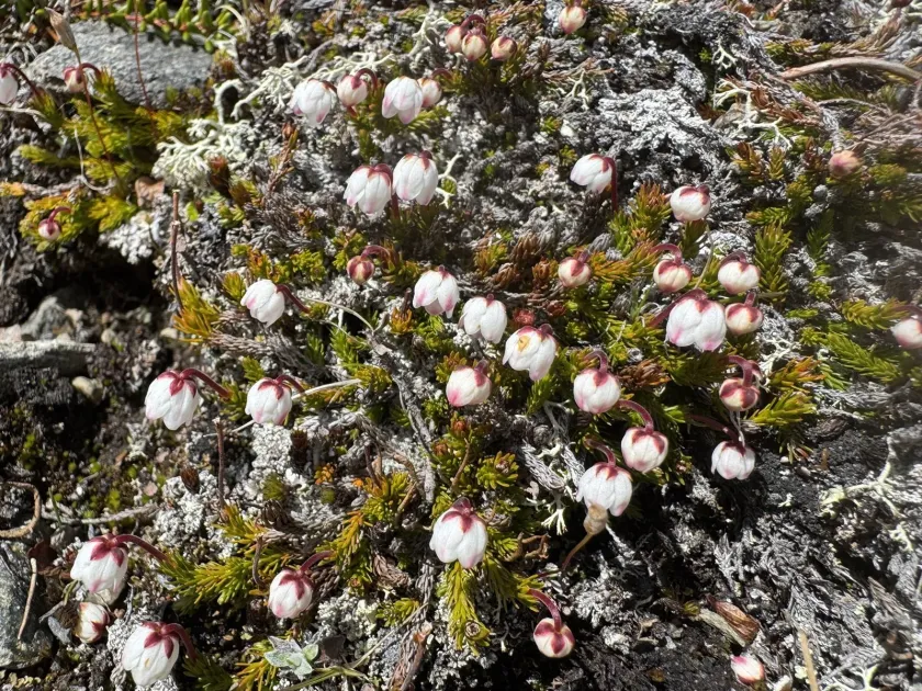 Cassiope hypnoides
