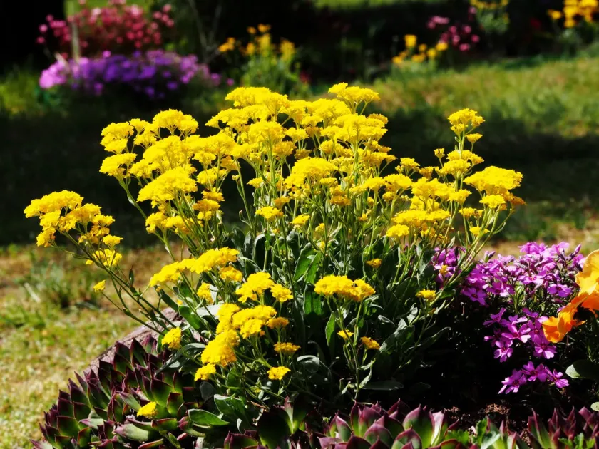 Alyssum aureum