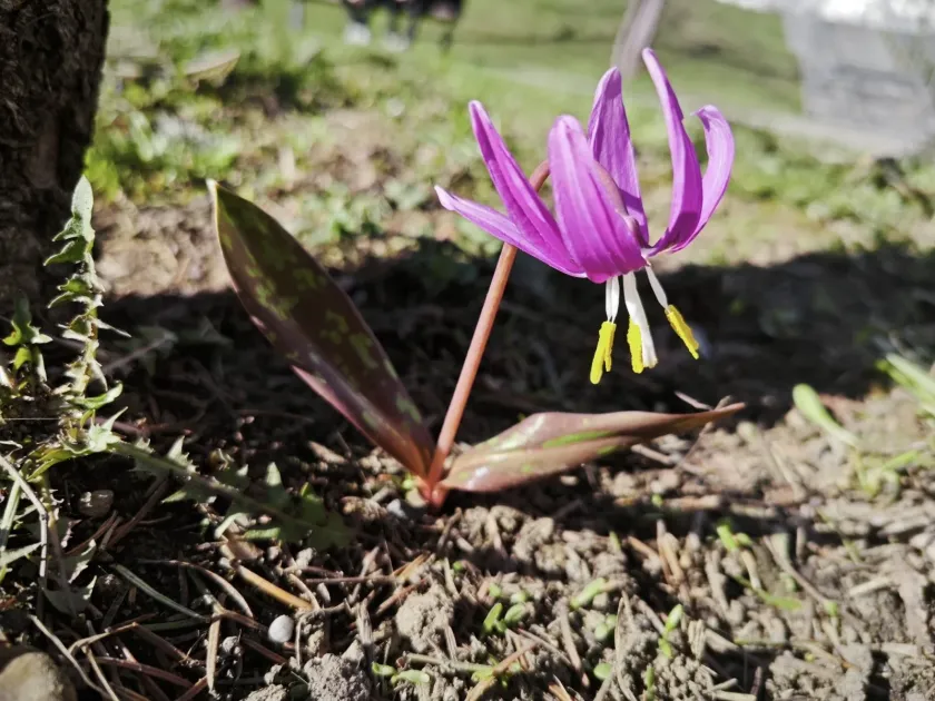 Siberian fawn lily
