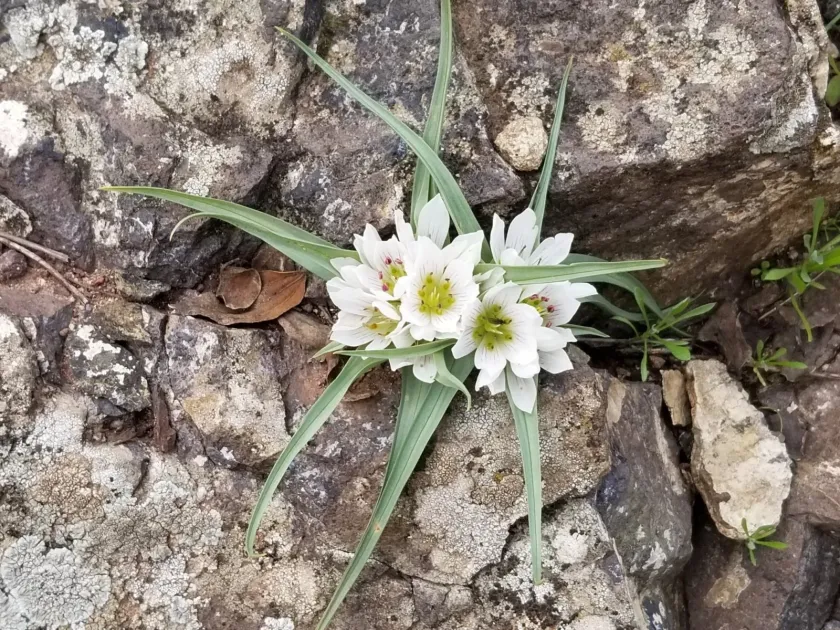 Palestinian colchicum