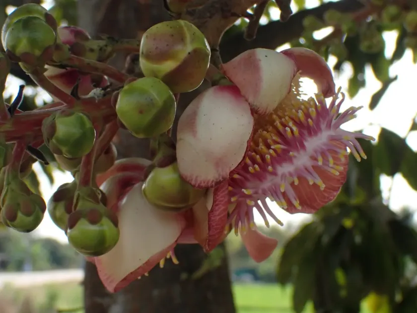 Cannonball tree