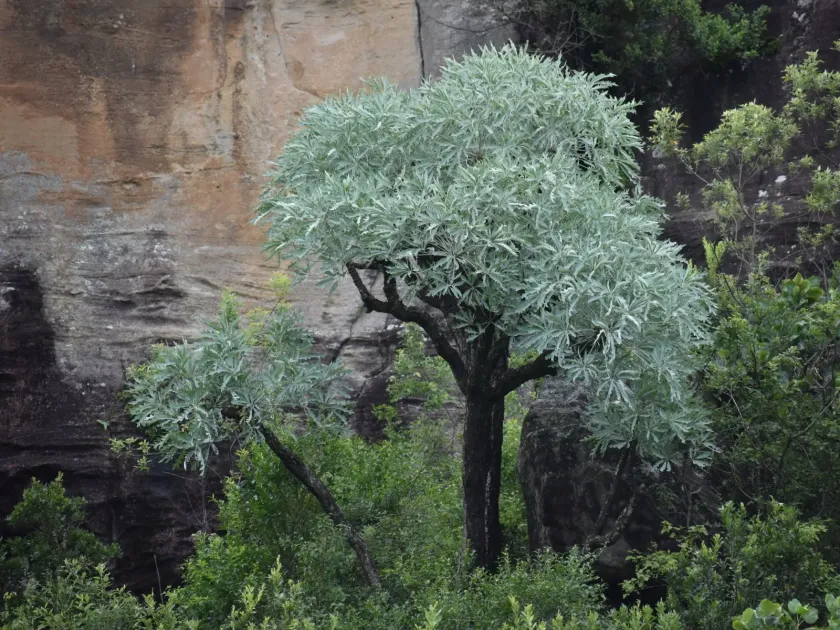 Cabbage tree