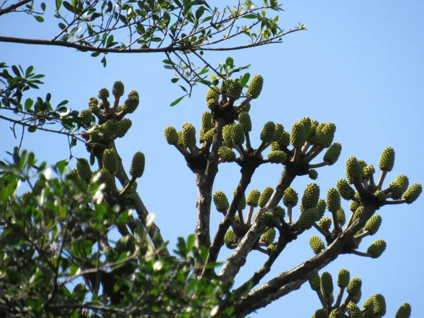Cussonia sphaerocephala
