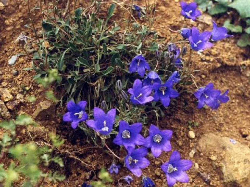 Campanula aucheri