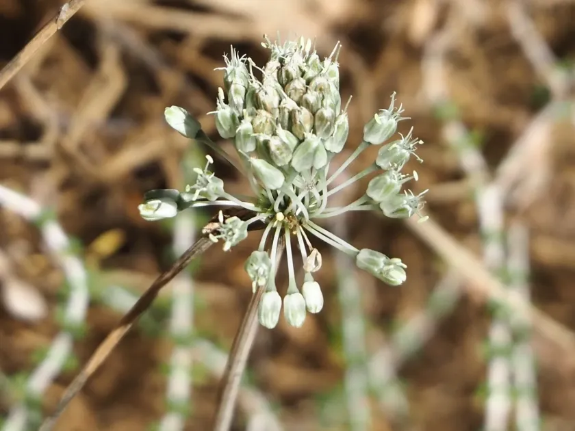 Allium chamaespathum