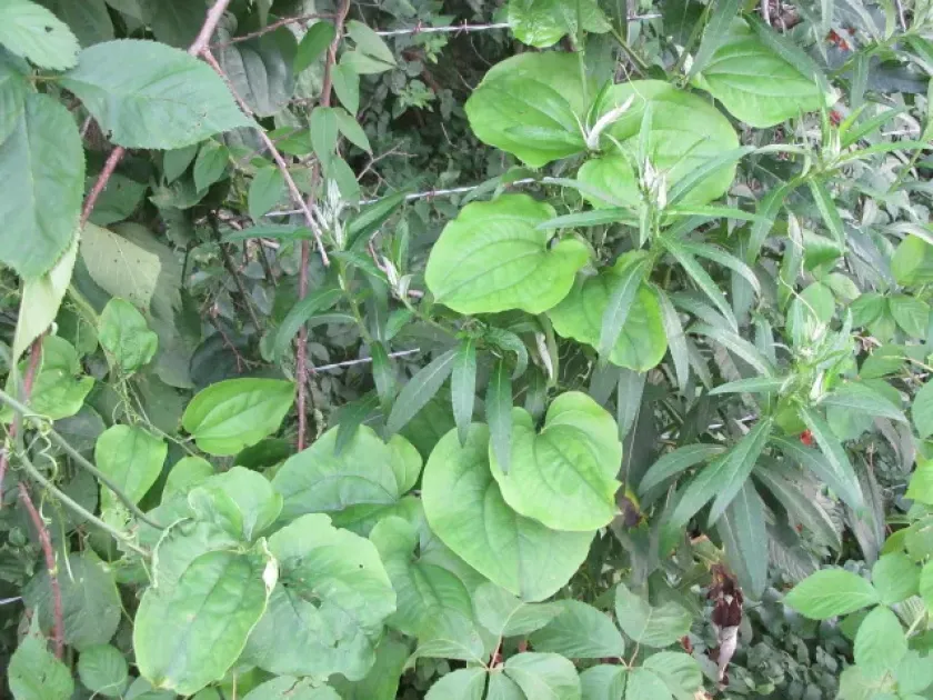 Sarsaparilla