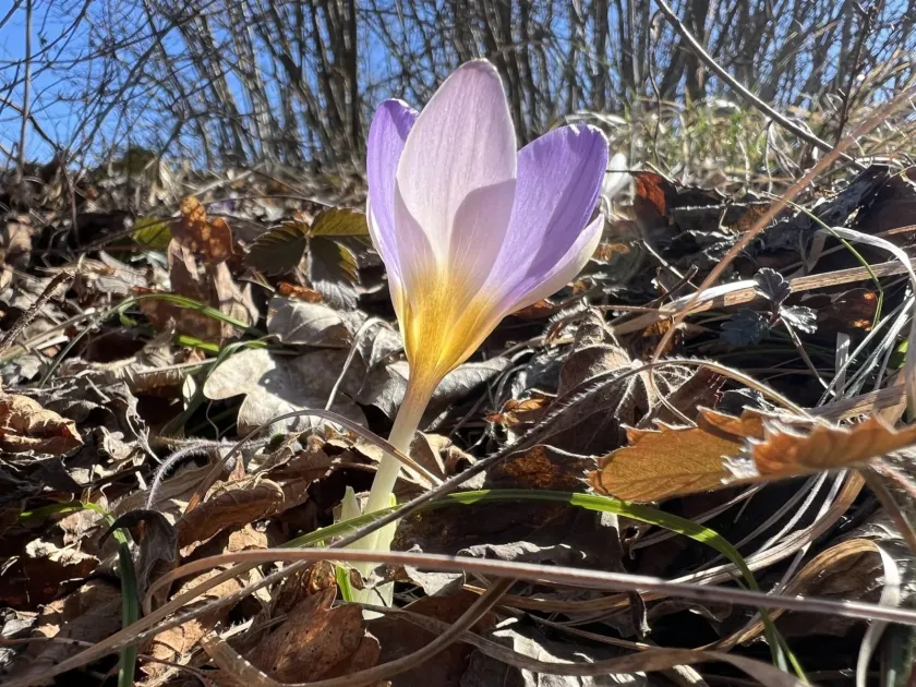 Dalmatian Crocus