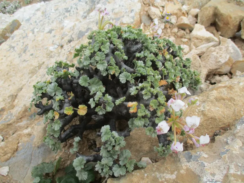 Thick-stemmed pelargonium