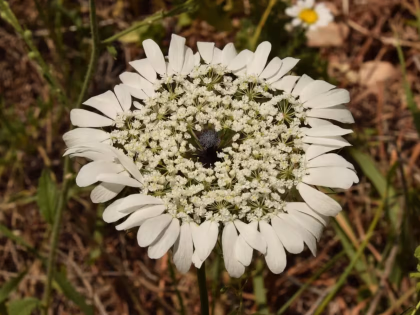 Artedia squamata