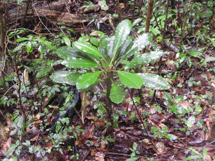 Madagascar jewel