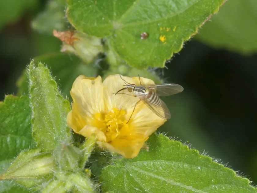 Pseudabutilon virgatum