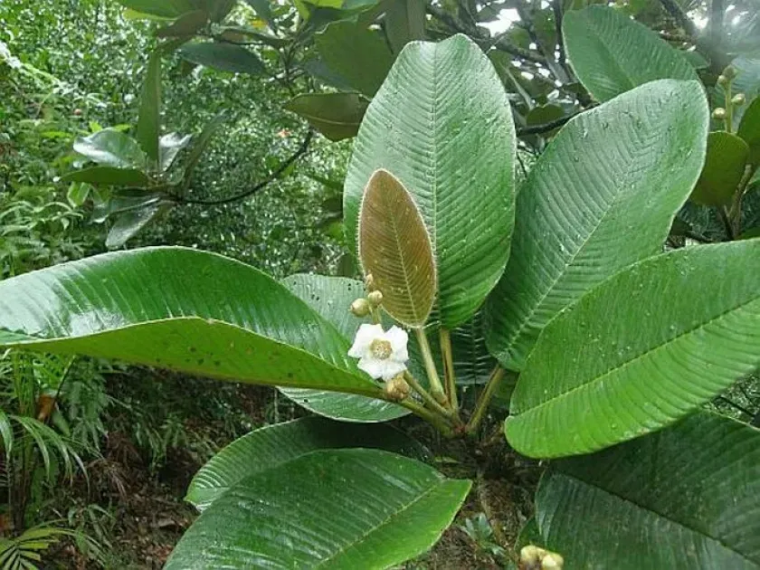 Rusty-leaved Dillenia