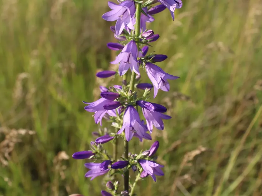 Bolognese bellflower