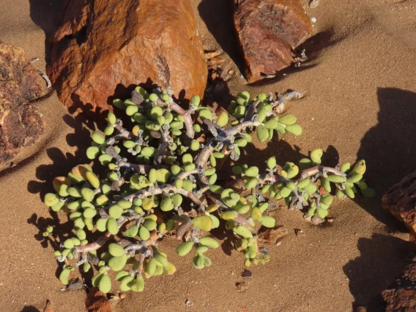 Portulacaria pygmaea