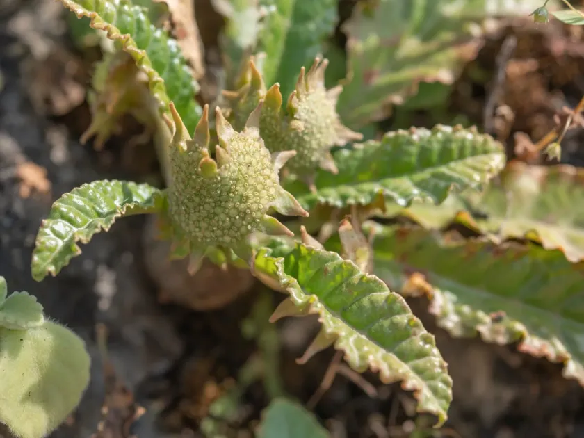 Dorstenia foetida