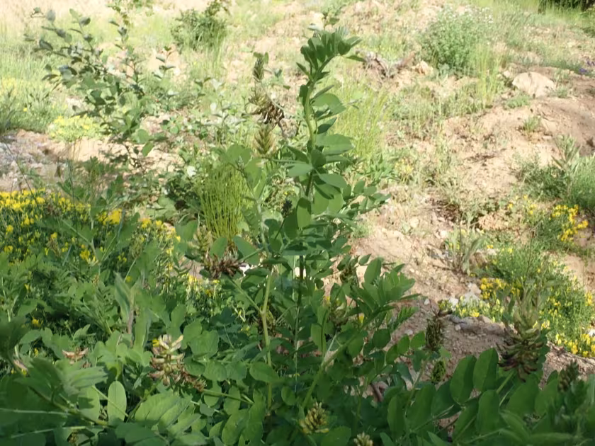 False licorice milkvetch