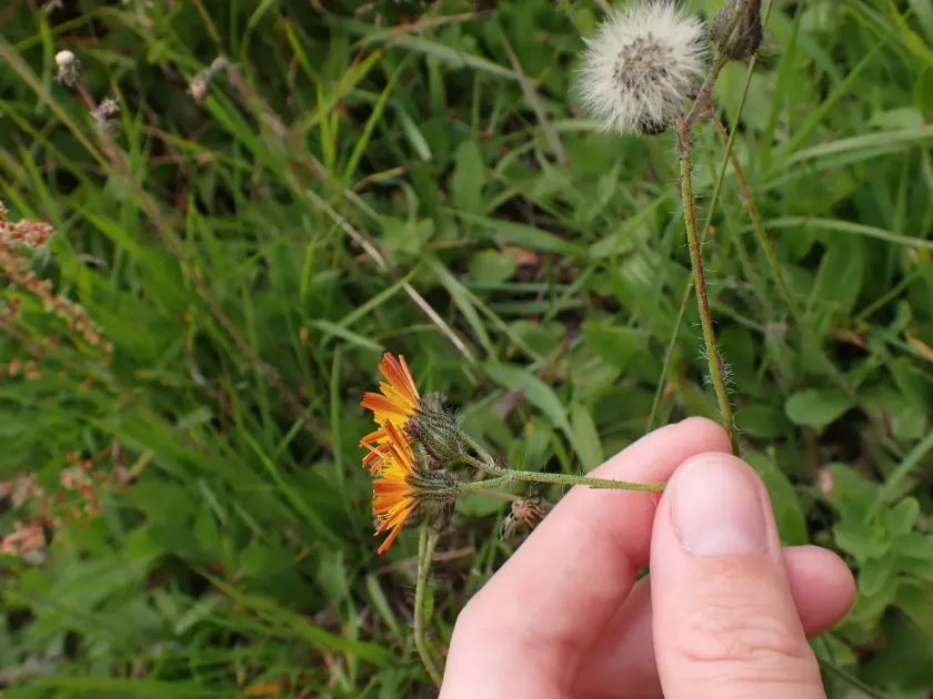 Blytt's hawkweed