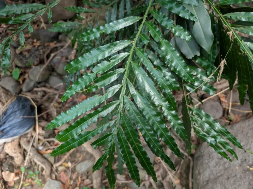 Filicium decipiens