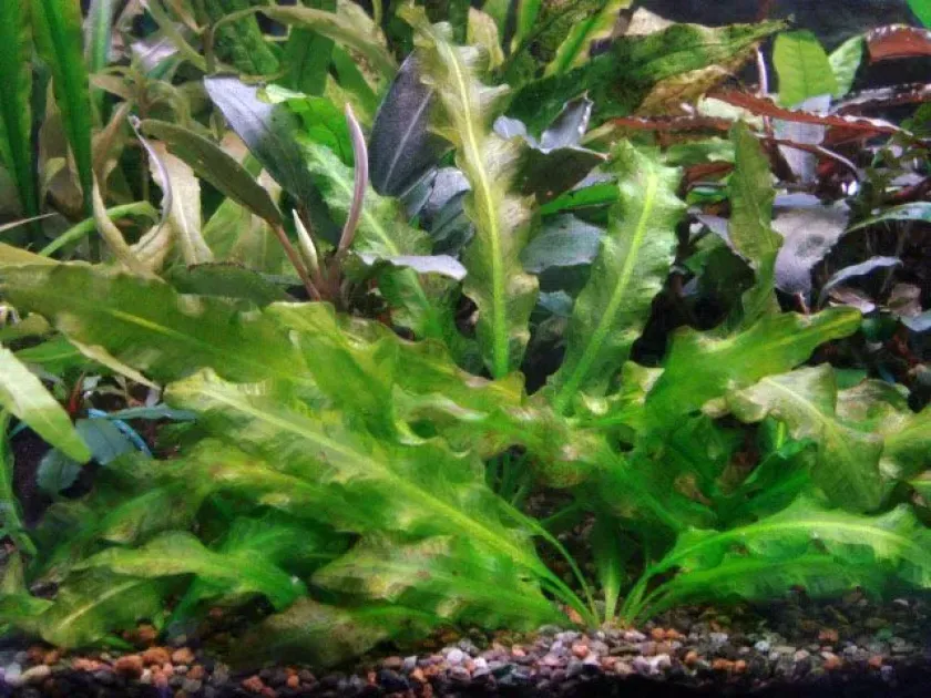 Aponogeton longiplumulosus