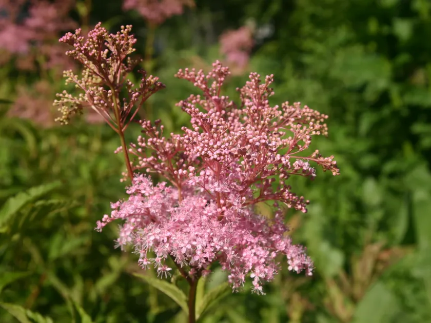 Hybrids of Filipendula multijuga and Filipendula palmata