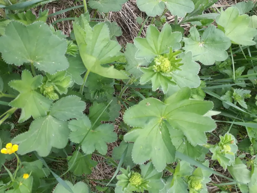 Alchemilla nemoralis