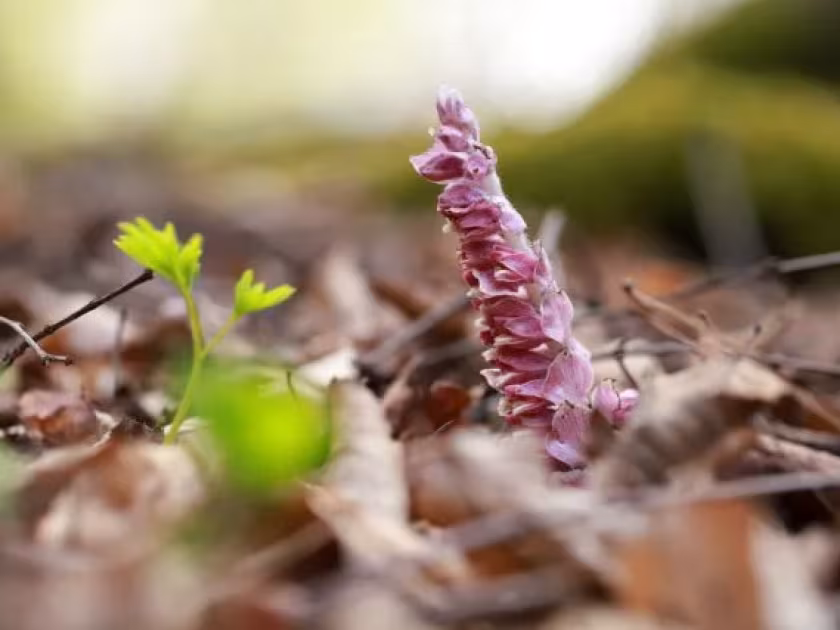 Lathraea rhodopea