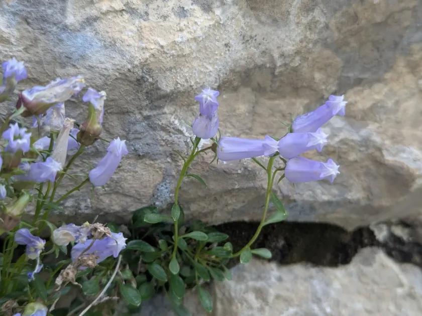 Zoys bellflower