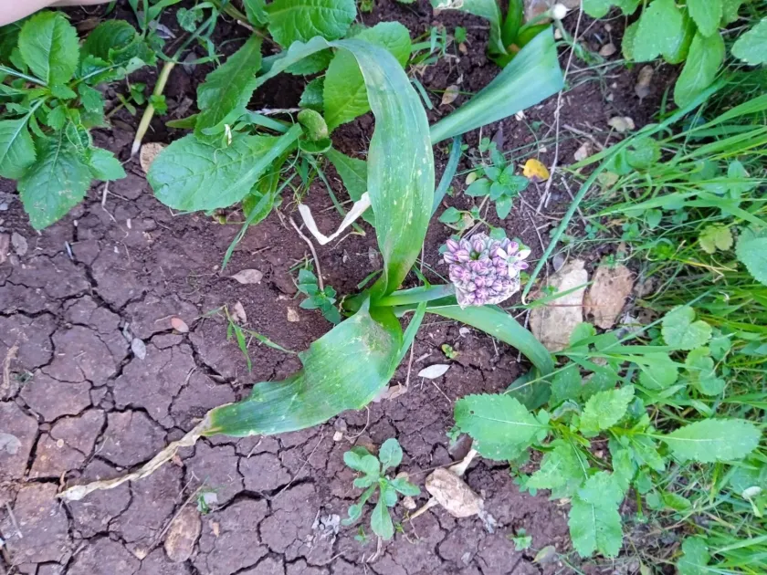 Shrubby onion
