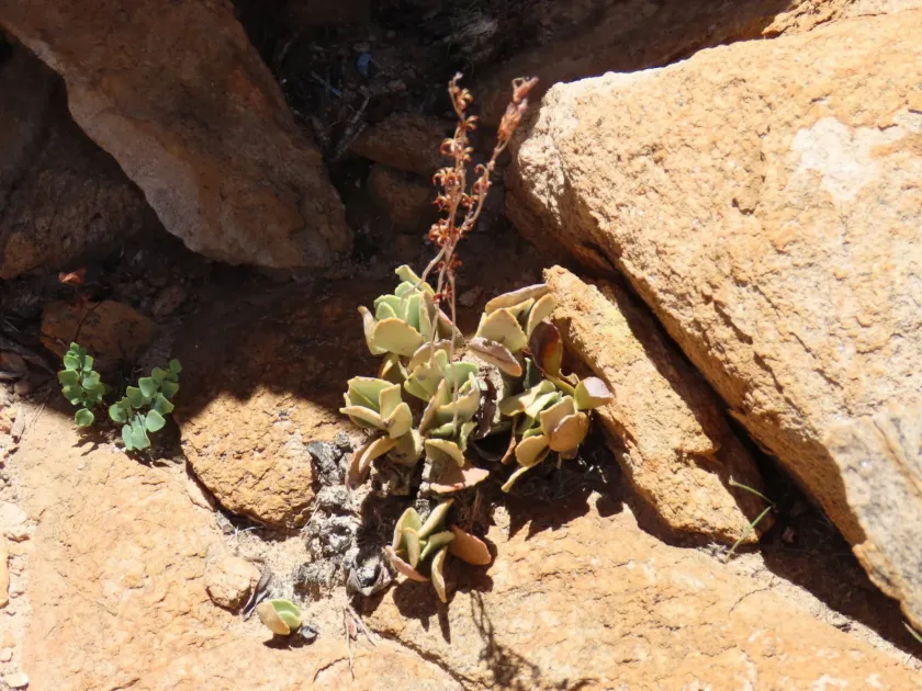 Adromischus schuldtianus