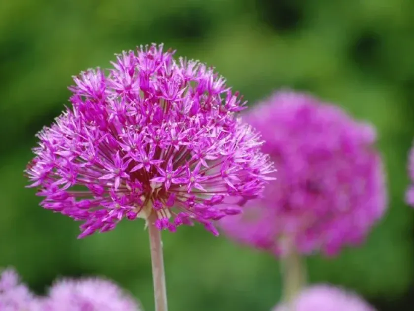 Persian onion