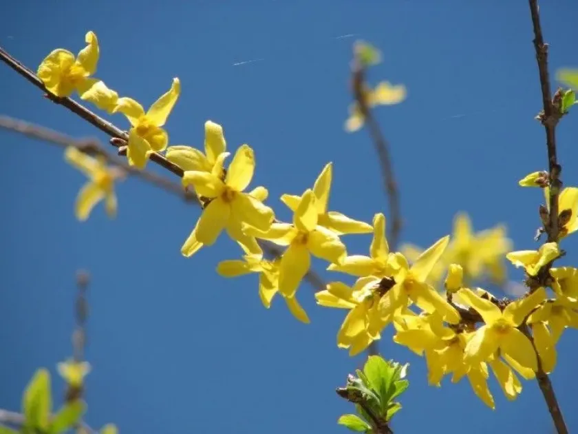 European forsythia