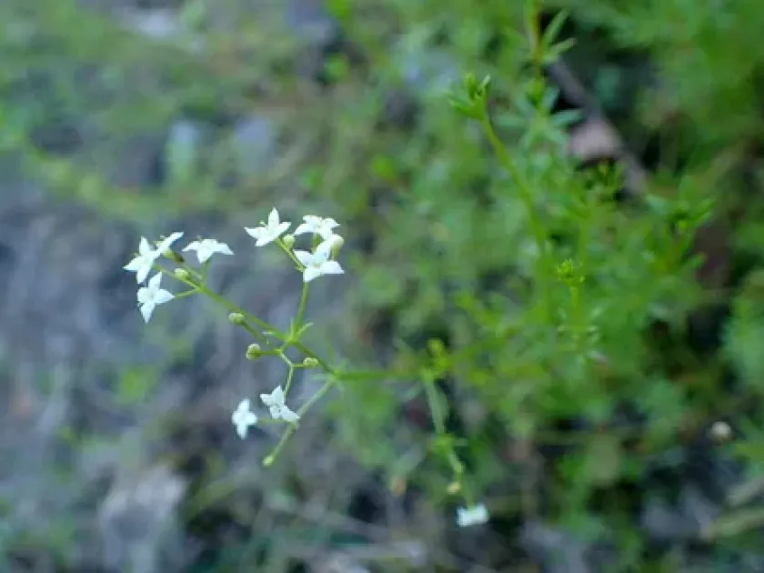 Galium valdepilosum