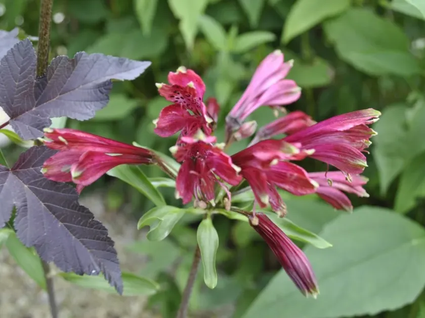 Brazilian alstroemeria
