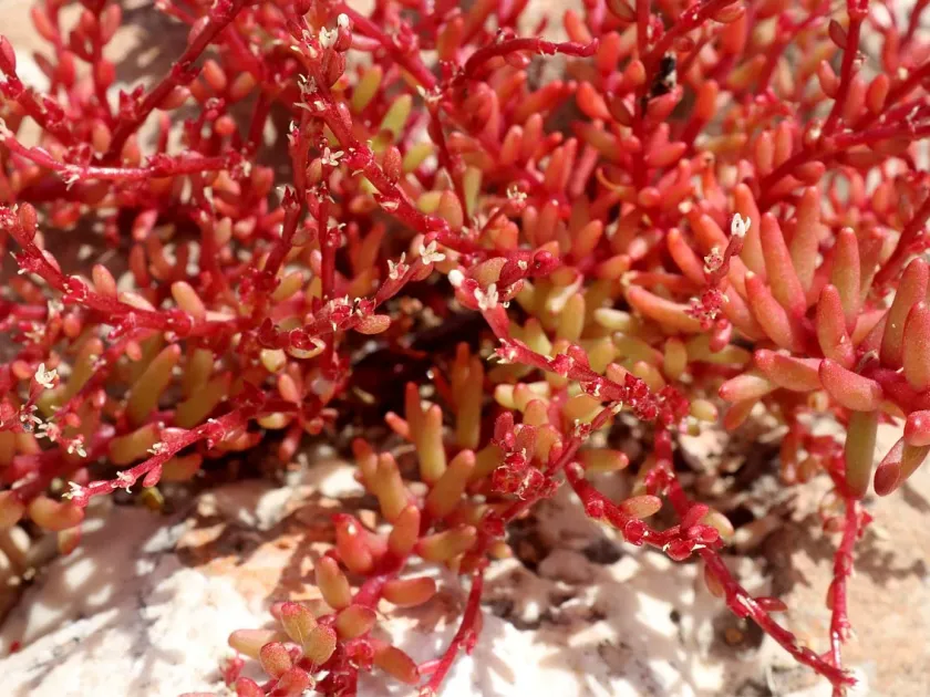 Sedum microcarpum